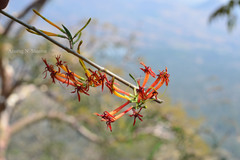 Dendrophthoe falcata